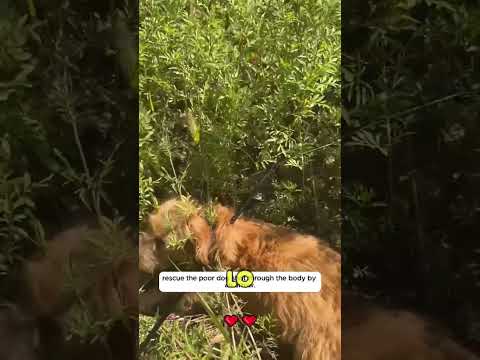 Perro Rescatado de Carretera