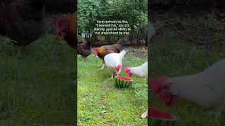 Farm animals deserve to run around and be free