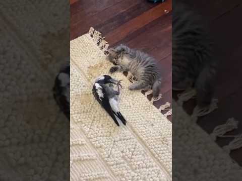 Tingkah lucu kucing dan burung sedang bercanda #sayangkucing #comedycat #comedy #birds #burung