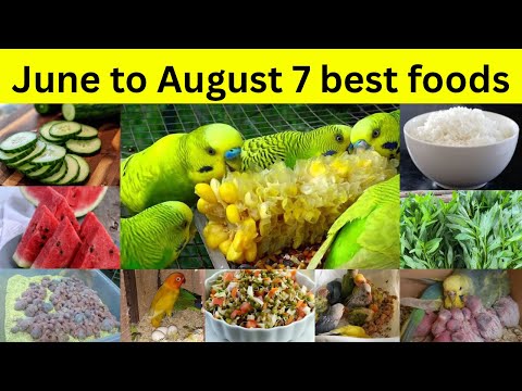 June to August foods for all birds | Budgies,Lovebirds summers food list | Mujeeb Birds Breeding
