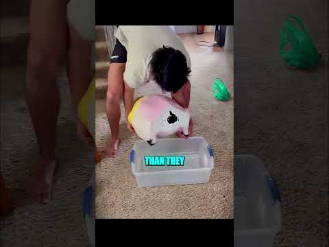 Secret PIGGY BANK Opened... ππ
