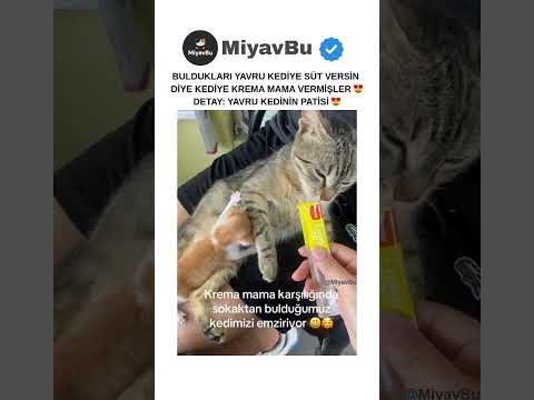 Yavru KEDİNİN Pati DETAYI 😻 #kedi #cat #catshorts #kedishorts #shorts #cats #kedivideoları #keşfet