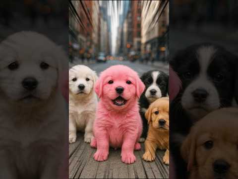 which puppy are you going to choose ? 💔 #puppy #cute #pets #dog