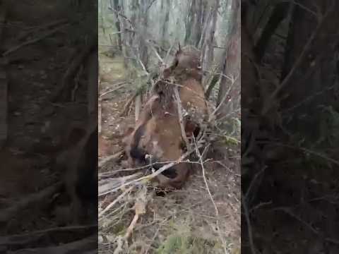 Где-то в Якутии 😱🐻