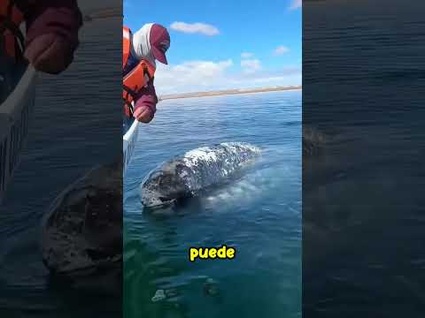 Por la salud de las ballenas: la heroica historia de los guardianes del mar
