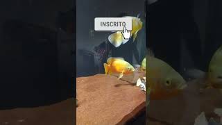 O pequeno vício em peixe Oscar