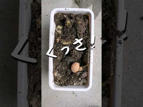 分厚く硬い皮で最強の土作り