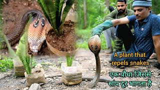 Indian cobra एक ऐसा पौधा,जो सांप को आने से रोकता है। A plant that stops snakes from coming. Nt snake