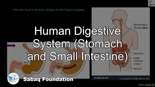 Human Digestive System (Stomach and Small Intestine)