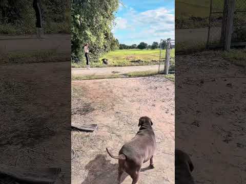 กลัวไม้เรียวแม่มาก #funny #baffalo #animals #viralvideo #น้องควายฉลาดแสนรู้