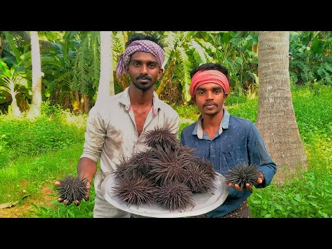 SEA URCHIN ROAST | மூரை வறுவல் | Village Healthy Sea Food | Yummy Food | Time Pass Cooking