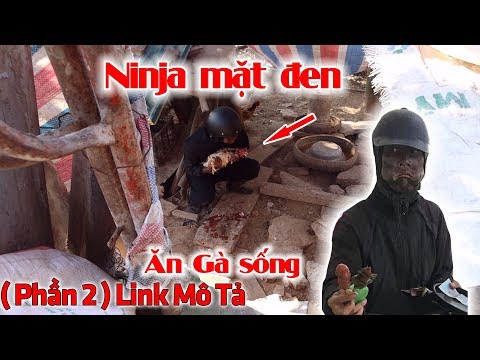 "Ninja Đen" Cầm Đầu Gà Xông Vào Nhà Bắt Trộm Gà Ăn Sống