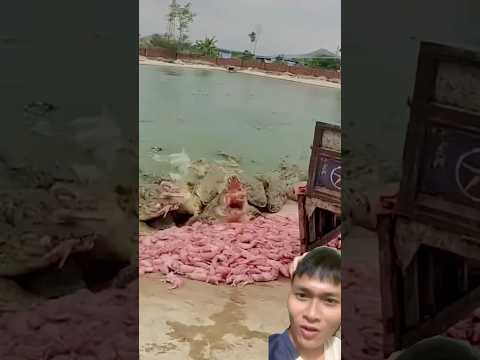 Bất ngờ với thức ăn cá sấu