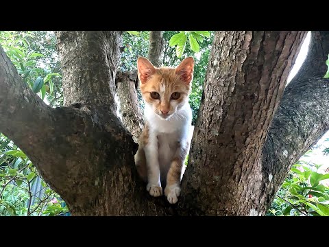 Funny Cat Reaction to Puppies, cute puppies and kittens playing in the morning