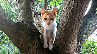 Funny Cat Reaction to Puppies, cute puppies and kittens playing in the morning