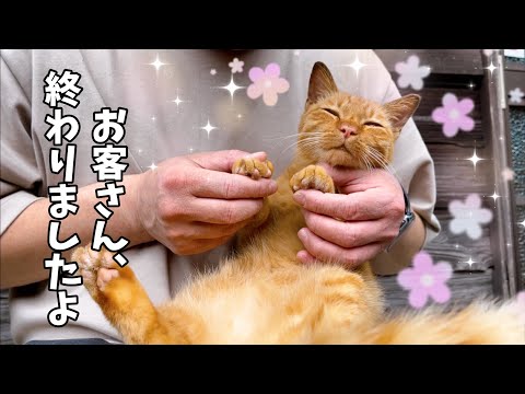 猫たちの爪切り　Cat Nail Trimming