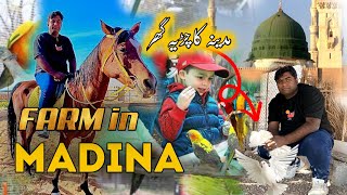 Madinah Farm House | Animals | Birds | Madinah Zoo #ahlemadinah #madinah #makkah