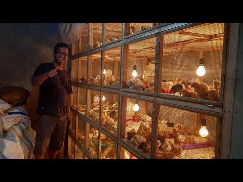 PETERNAK CERDAS, PENGHASILAN  PUAS