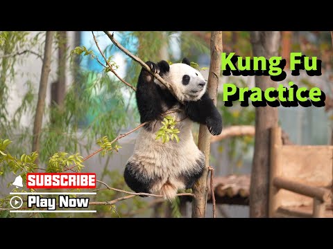 I Am Not The Perfect Tree For You To Practice Kung Fu | iPanda