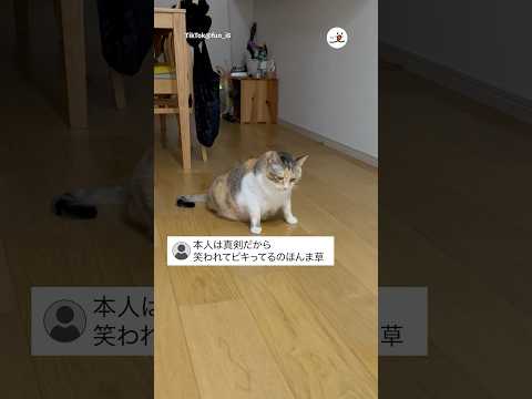 どっちに倒れるか迷うねこ｜PECO