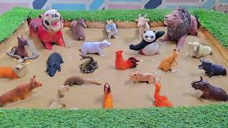 The Unexpected Encounter of Wild Jungle Animals and Forest Creatures!