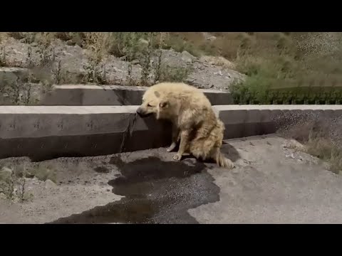 Exhausted Dog Tries to Drag His Skinny Body Around The Streets Looking for Help