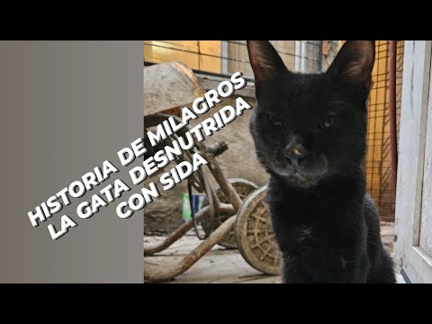 Historia de Milagros,  la gatita desnutrida con vilef positivo. Te vamos a extrañar hija 💐🌹