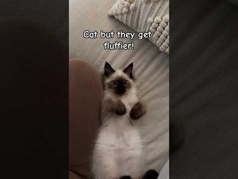 Cat but they get fluffier || #kawaii