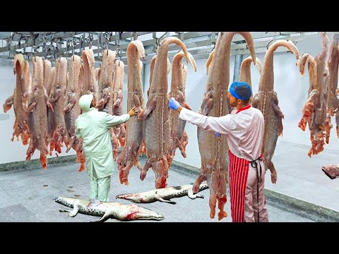 Amazing Crocodile Raising & Crocodile Meat Processing Technology - Million Dollars Ostriches Farm