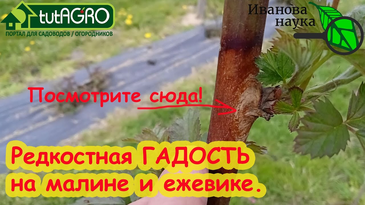 Опасная болезнь малины и ежевики: безопасная борьба без рисков и побочки.