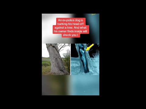 watch next - An ex-police dog is barking his head off against a tree #shorts