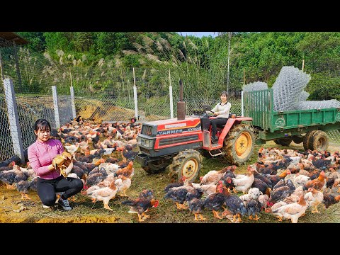 [33 Days] Raising Chickens and Ducks, Use truck To Transport Agricultural Product To Help Villager