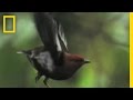 Birds and Their Unique Sounds