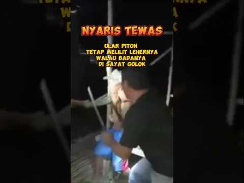 NYARIS TEWAS..!!! Ular Piton tetap lilit lehernya meski kulitnya dilukai.! #ulartidakberbisa #ular