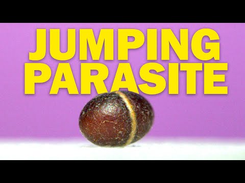 Parasitic Wasp Cocoons that JUMP