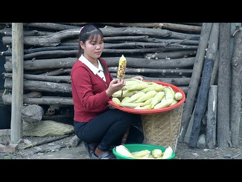 Picking sweet sticky corn to bring home and boil it to sell, Xuan's daily life