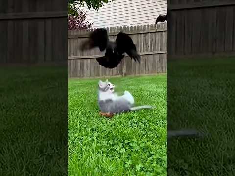 A Mother Cat Bravely Defends Her Kittens Against Three Predators