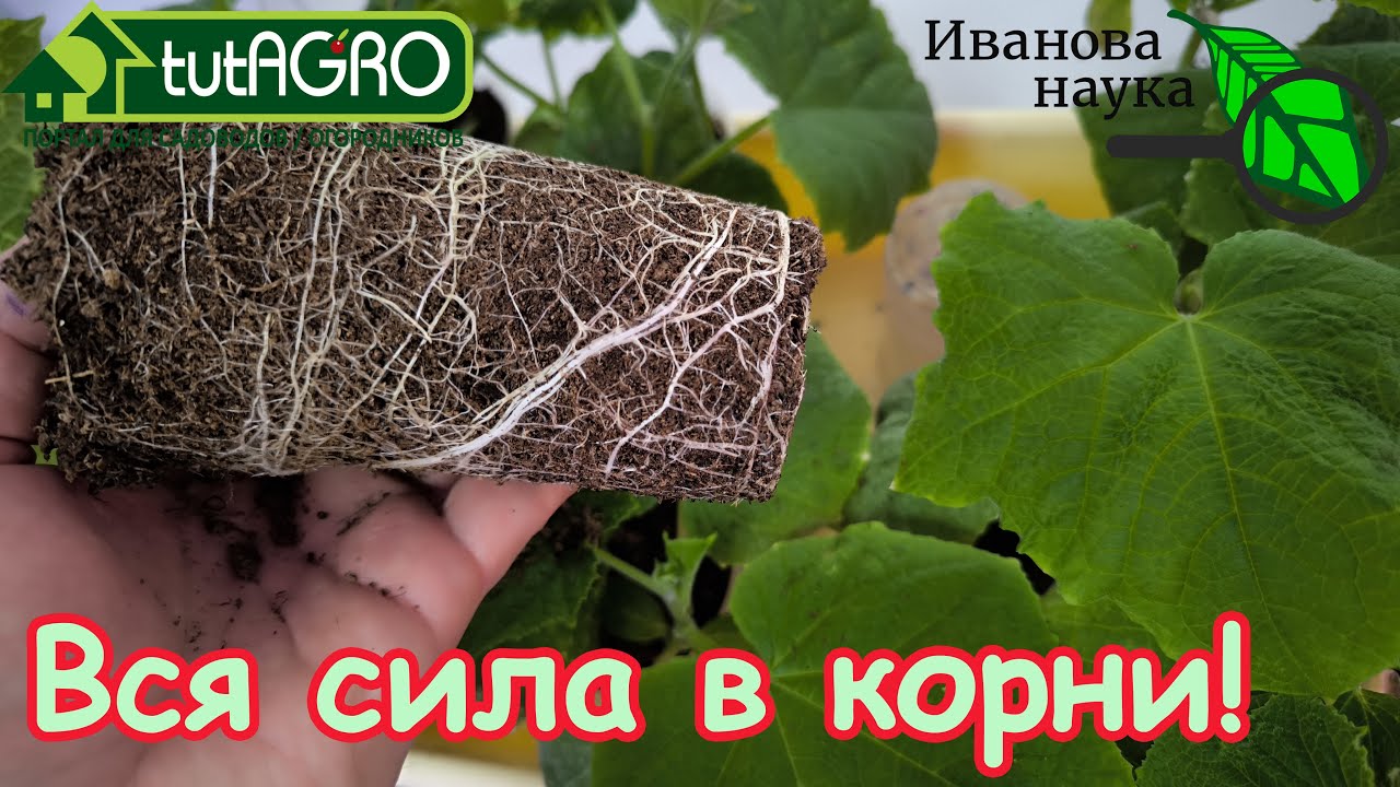 Рассада толще дуба: растет не ввысь, а вширь и в корень! Рассада не вытягивается даже без подсветки!