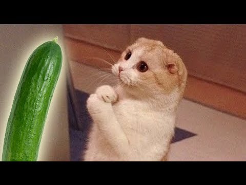 Porque os Gatos tem Medo de Pepinos? 🤔🤔🤔