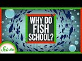 Understanding Schooling and Shoaling in Fish
