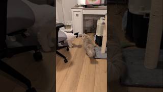 Introducing My Spicy Foster Cat to my Cats 😬