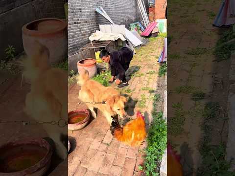 A chicken attacking a weak man#viral #youtubevideo #youtubeshorts
