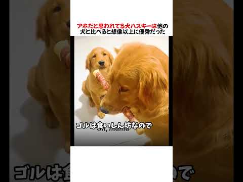 アホだと思われてる犬ハスキーは他の犬と比べると想像以上に優秀だったwww