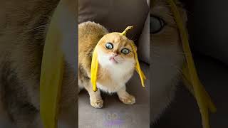 Made A Custom Helmet For My Cat 😆 #CatFun #DIY