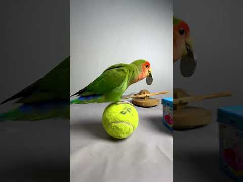 Bird Training : Smart lovebird Parrot | Smart Little Cute Parrot #training #smartparrot #cute