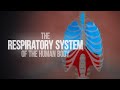 Exploring the Human Respiratory System and Lung Function