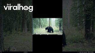 Grizzly at the Old Rub Tree || ViralHog