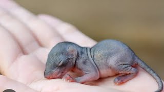 HELP😢 BABY CHIPMUNKS WHAT CAN I DO????