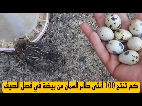 كم بيضة تنتج 100 أنثى من طائر السمان يوميًا في الصيف؟ 🤯 | مشروع مربح جدًا للمبتدئين .