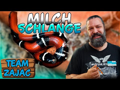 die wunderschöne MILCHSCHLANGE | Zoo Zajac